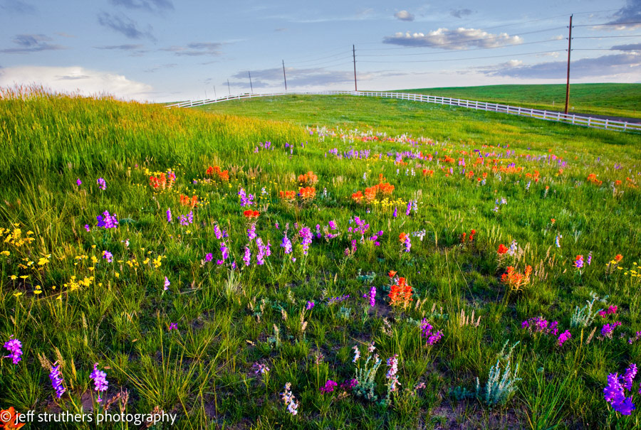 Wildflowers on Road 17 - Elbert County, CO