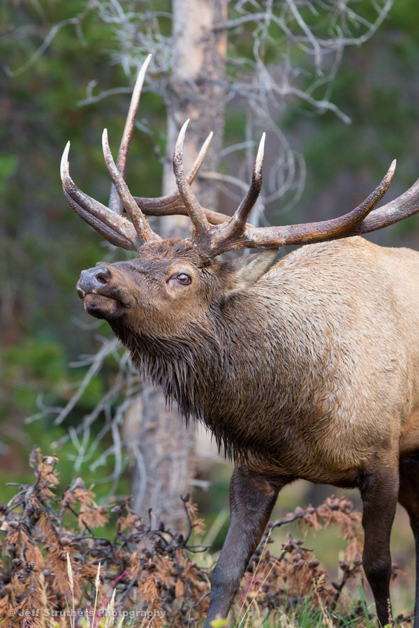 Bull Elk - Rocky Mountain National Park II