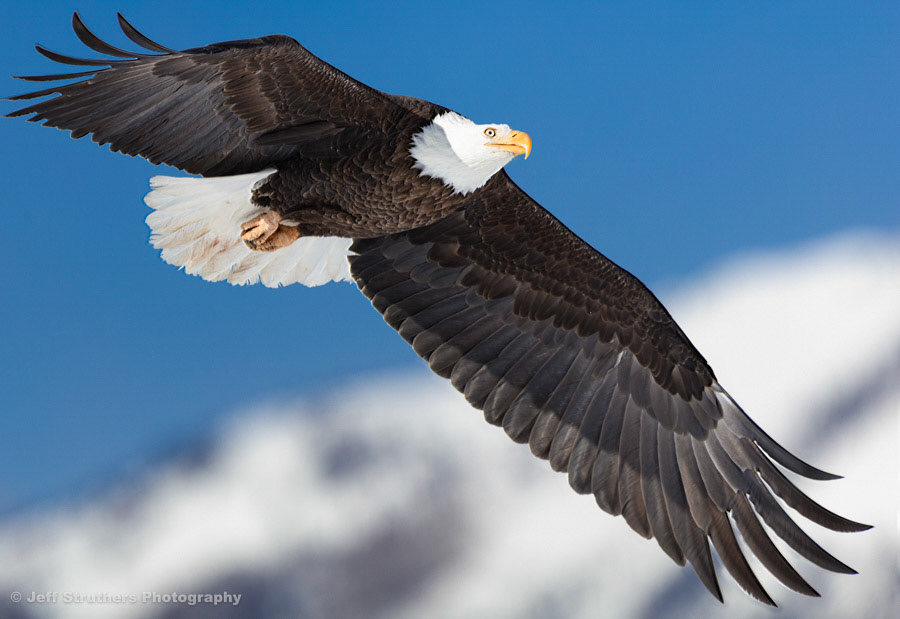 Eagle - Steamboat Lake, CO
