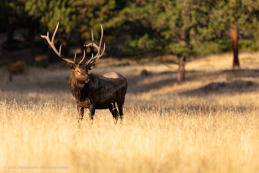Elk in Meadow, RMNP