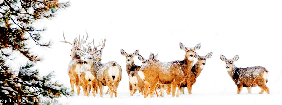 Mule Deer in Blizzard - Elbert County, CO