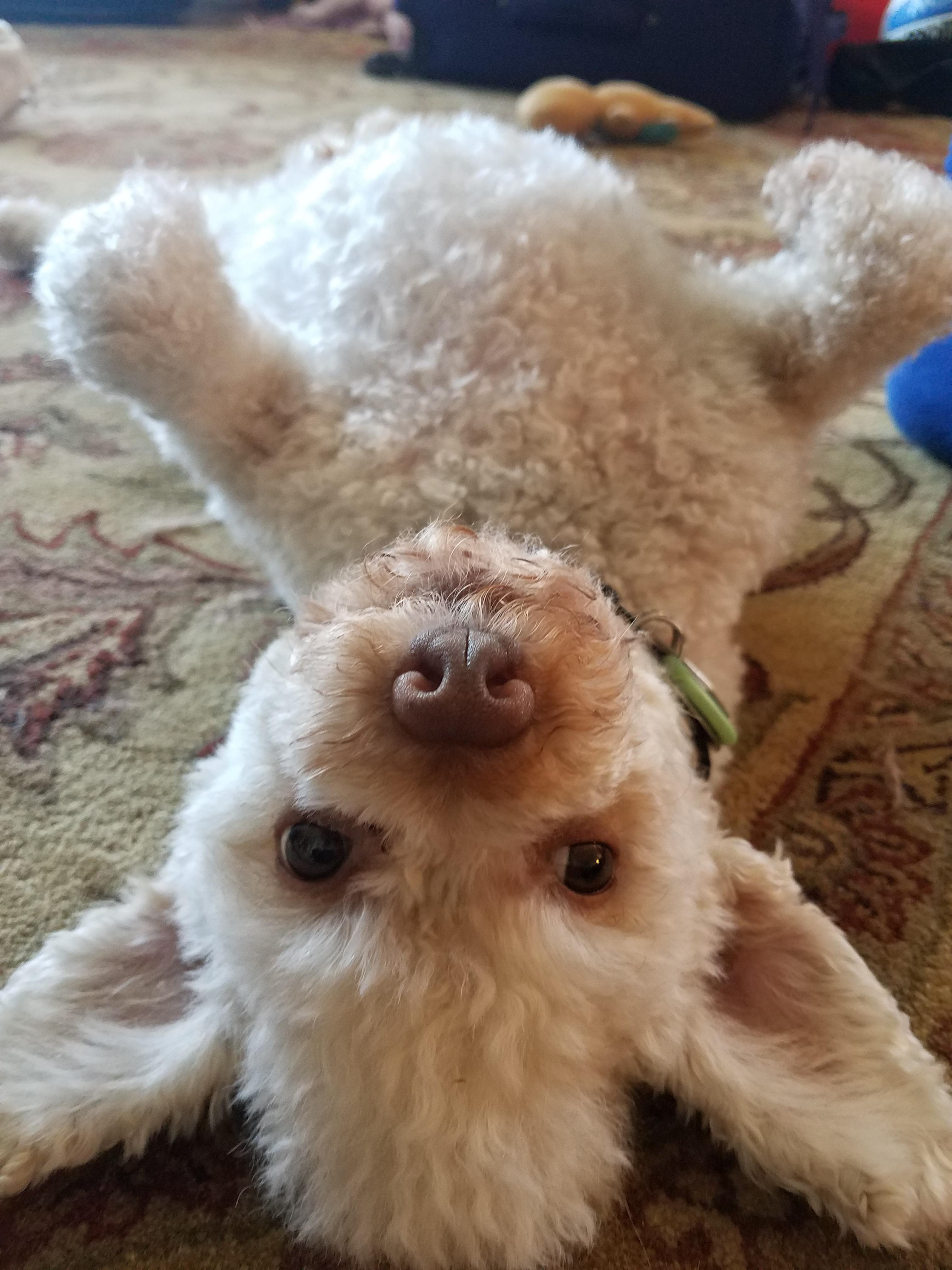 Yoshi
