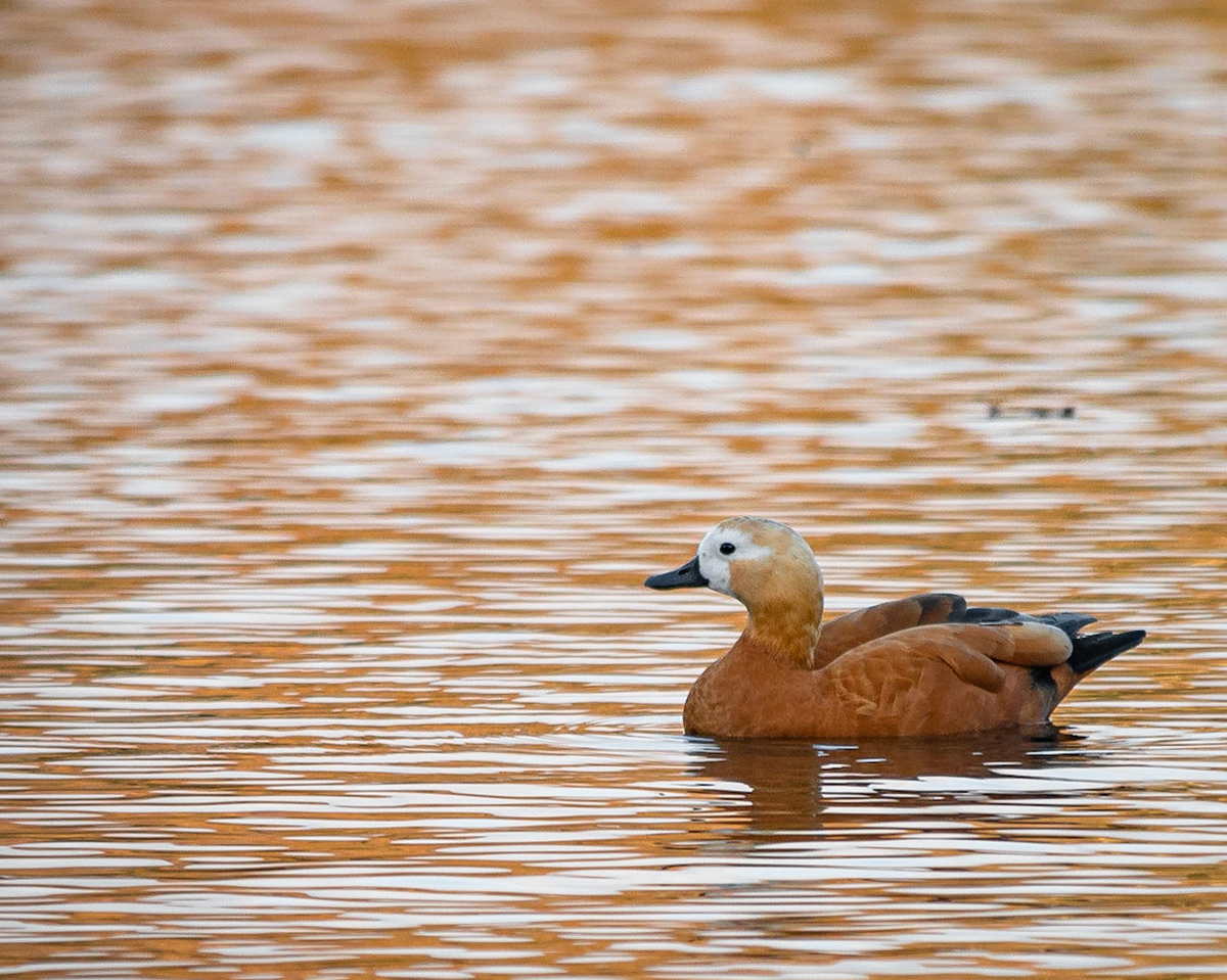 Tadorna ferruginea