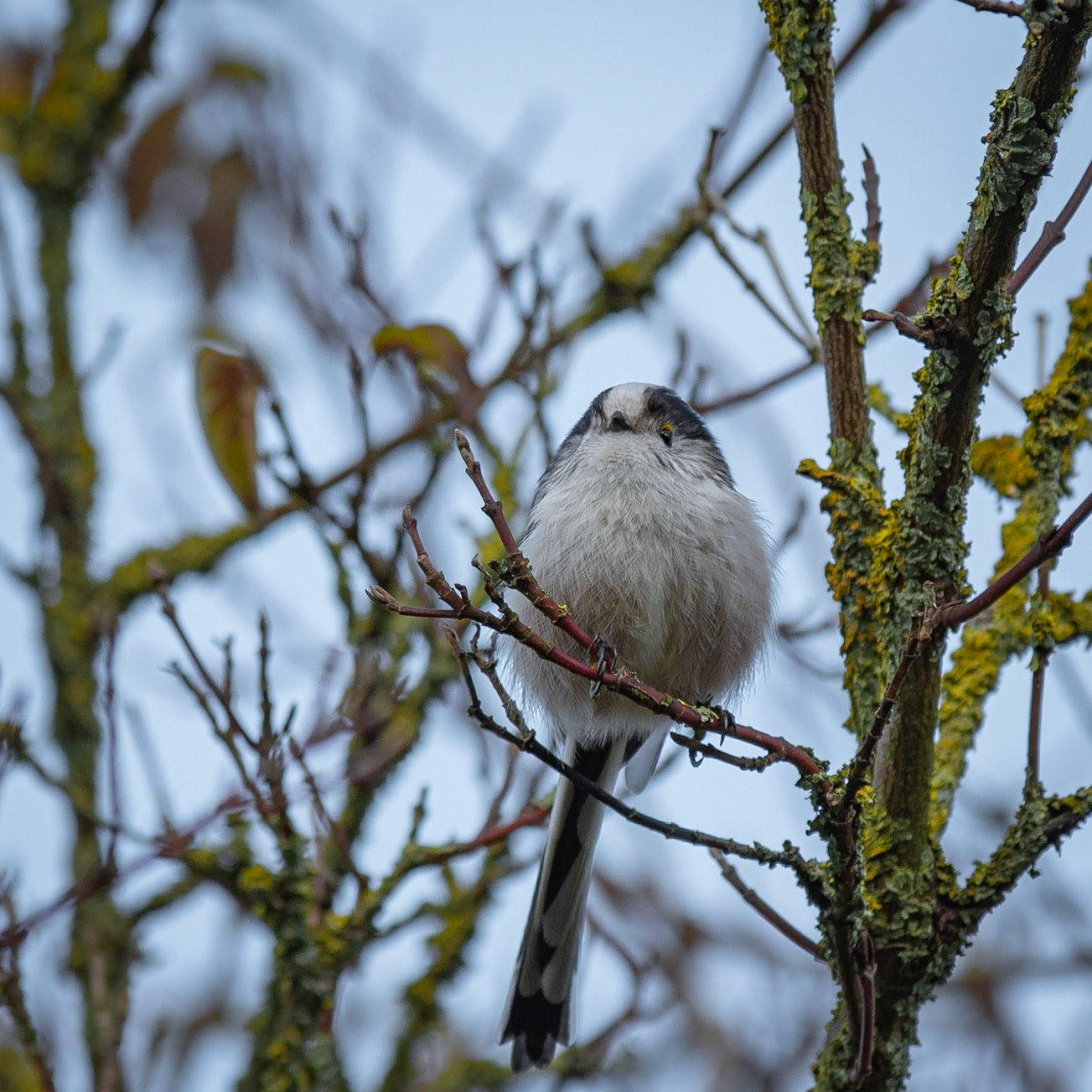 Aegithalos caudatus