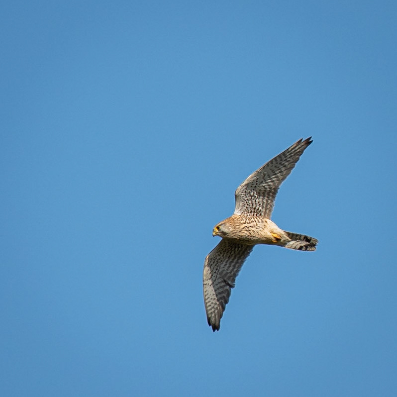 Falco tinnunculus