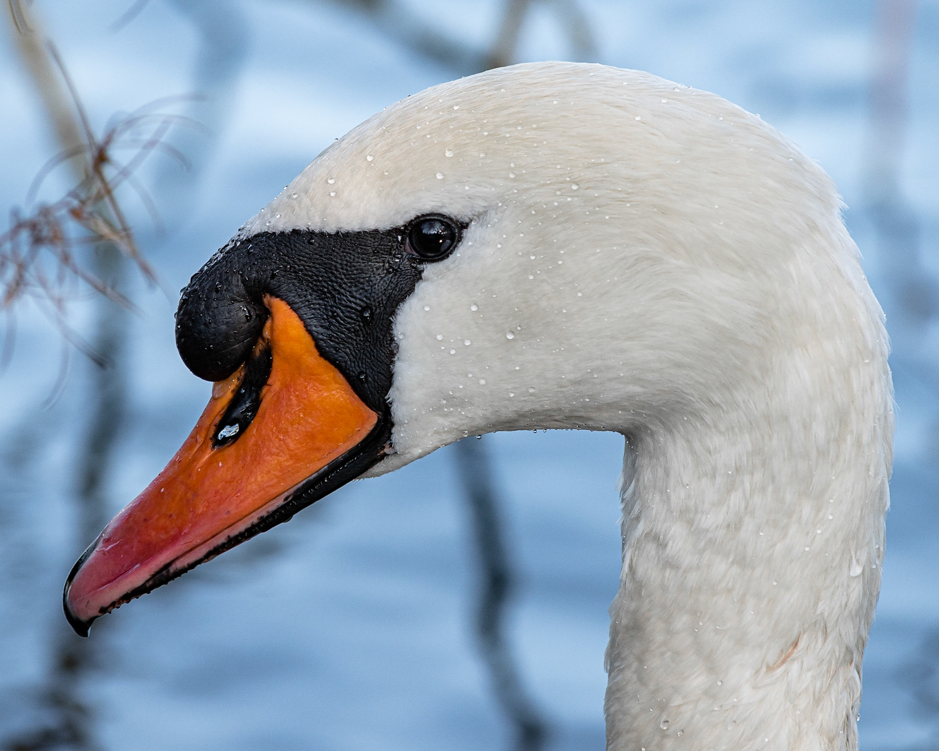 Cygnus olor