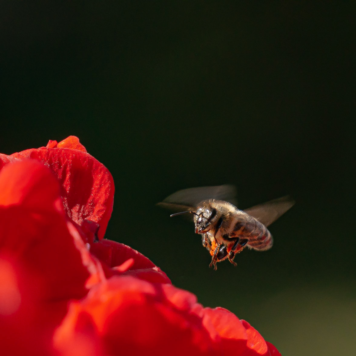 Apis mellifera