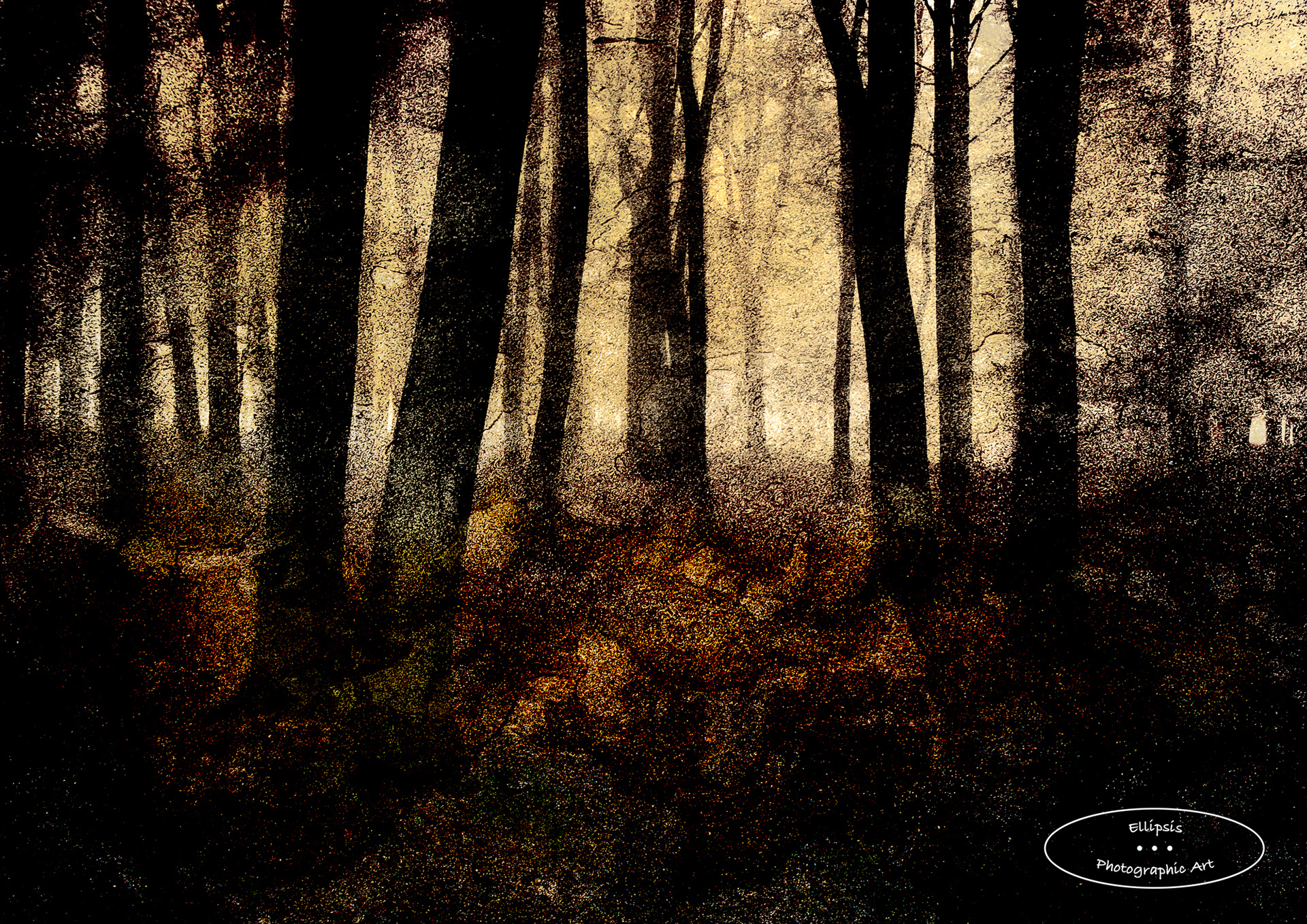 Autumn Woods III (D)