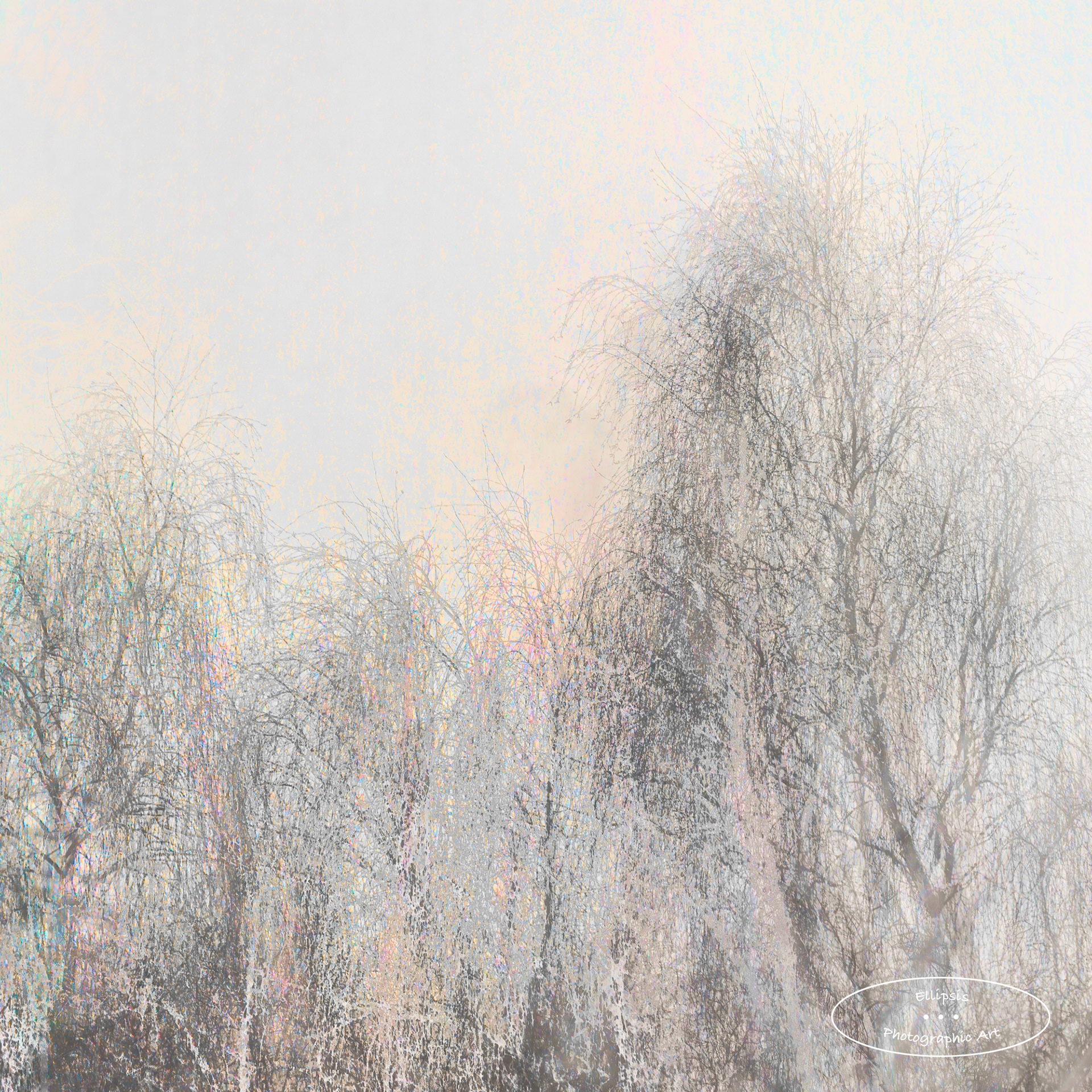 Trees in Winter Light (B)
