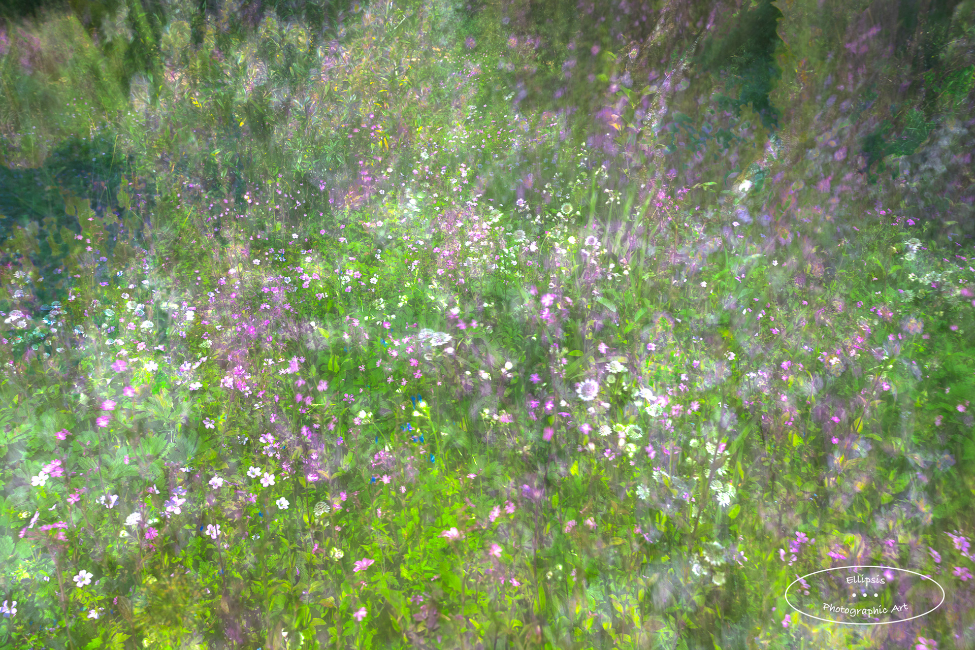 Profusion (A)