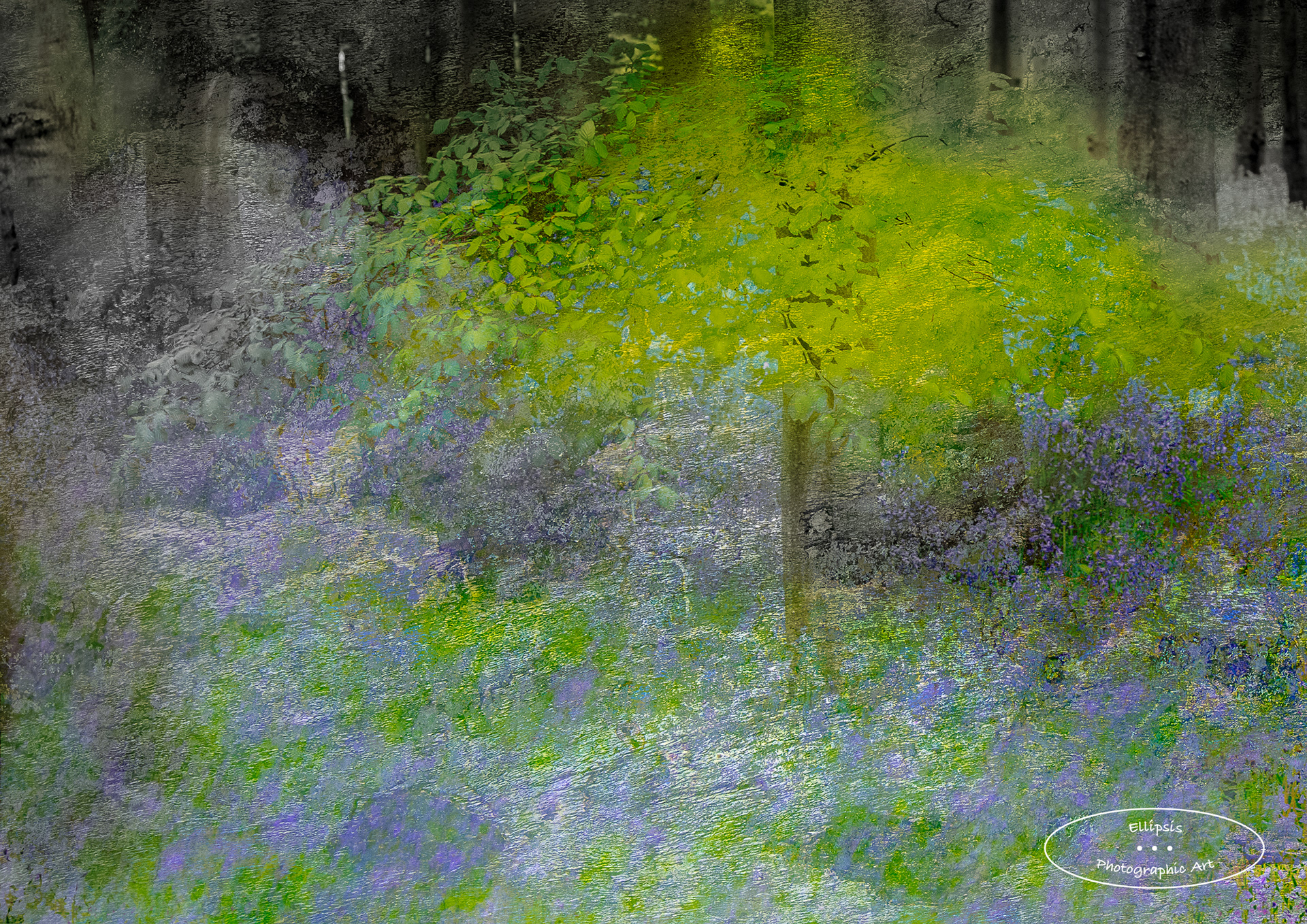 Bluebells & Beech Trees (D)