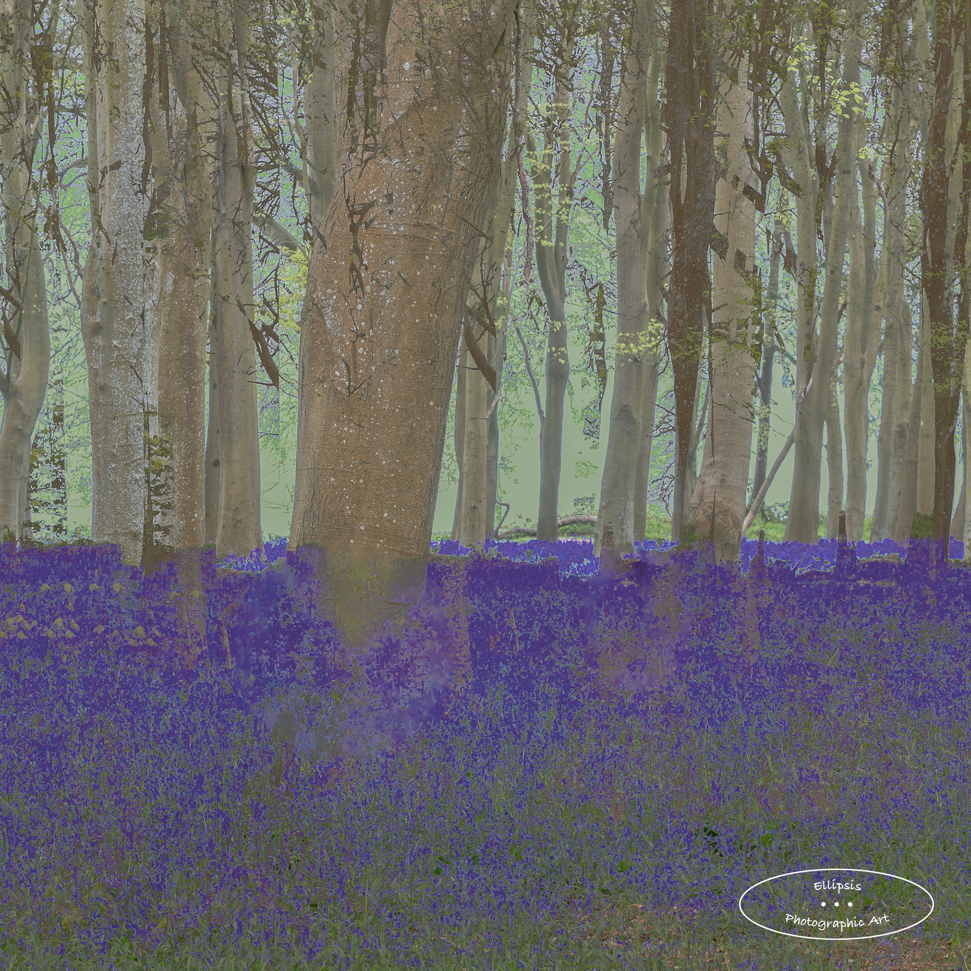 Springtime in Blue (B)