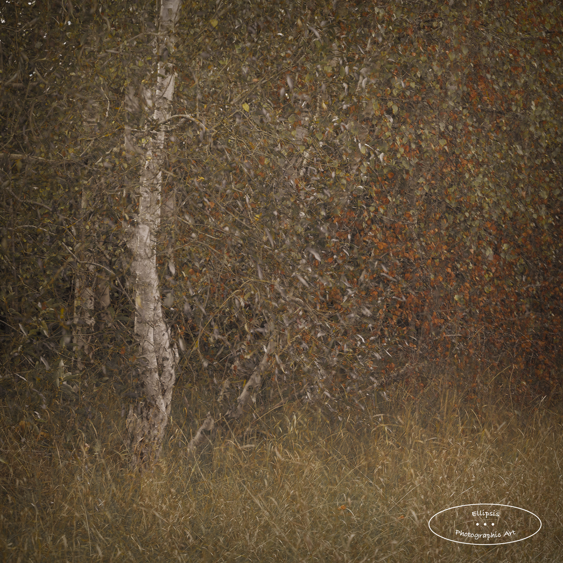 A Glimpse of Silver (B)