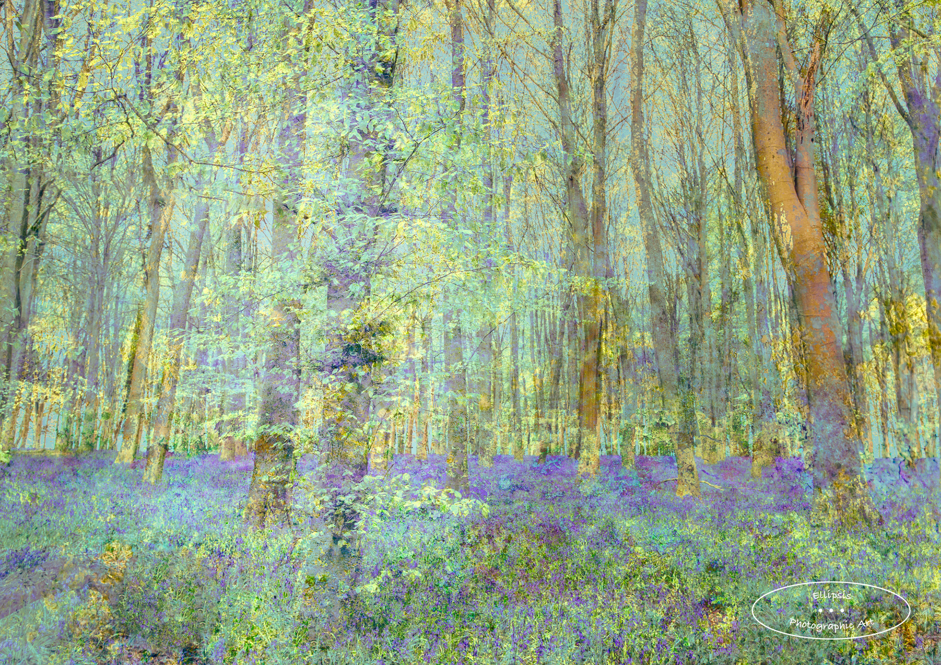 Carpet of Bluebells (D)