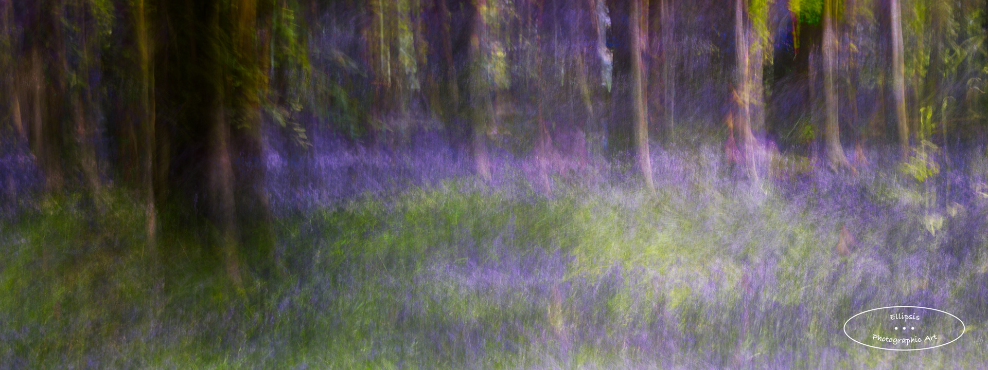 Woodland Bluebells (C)