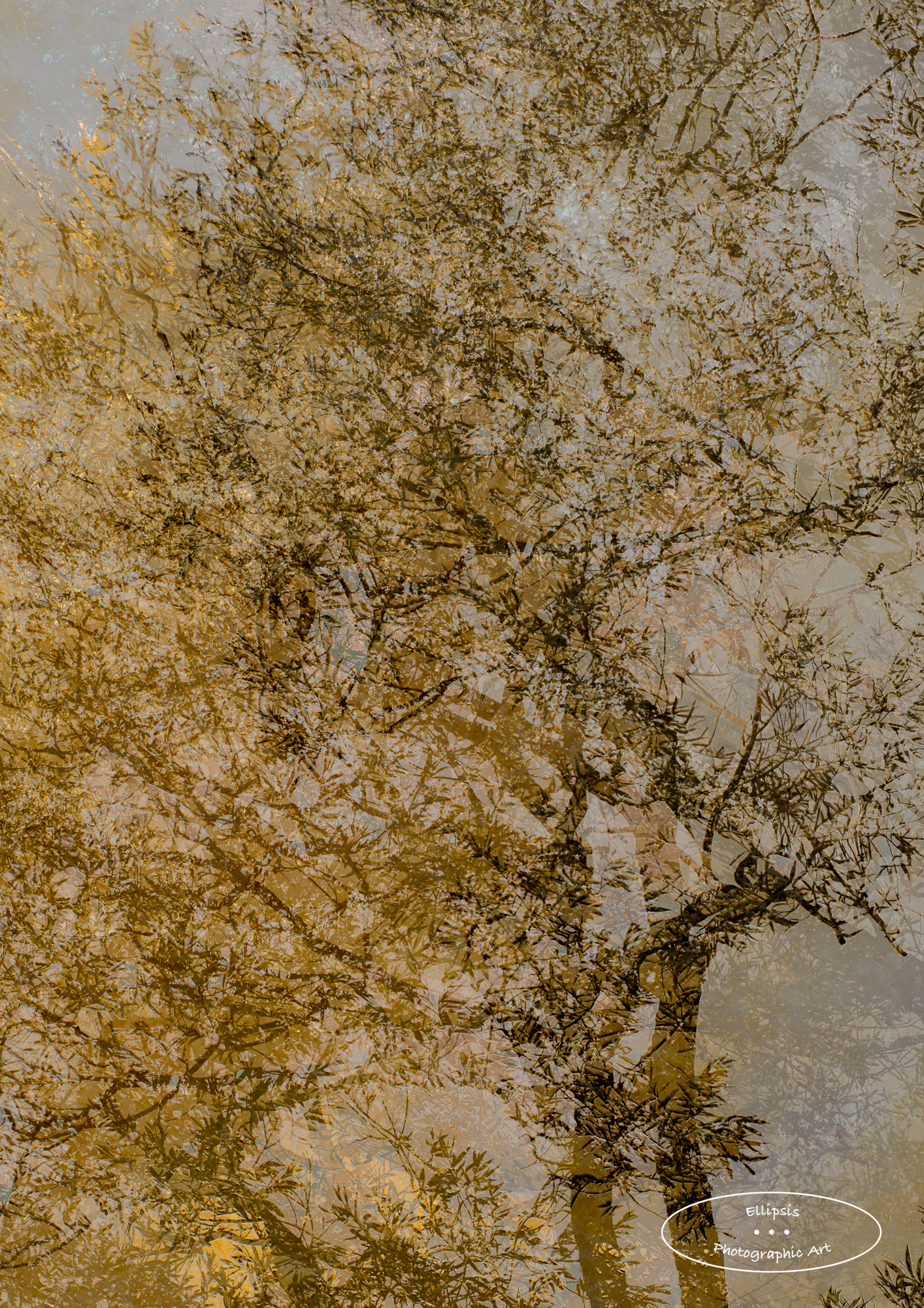 Evening Light on Autumn Trees (A)