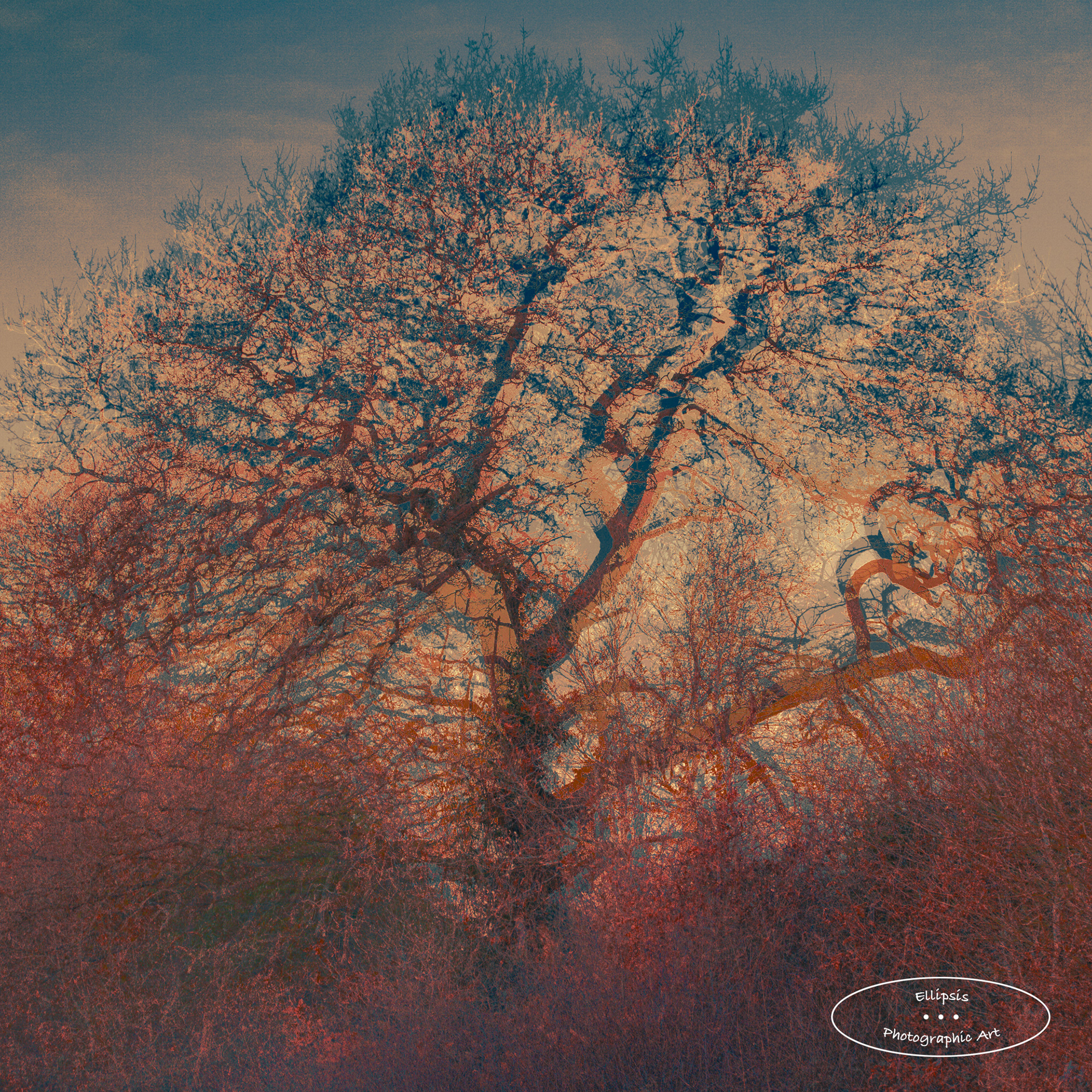 Winter Oak (B)