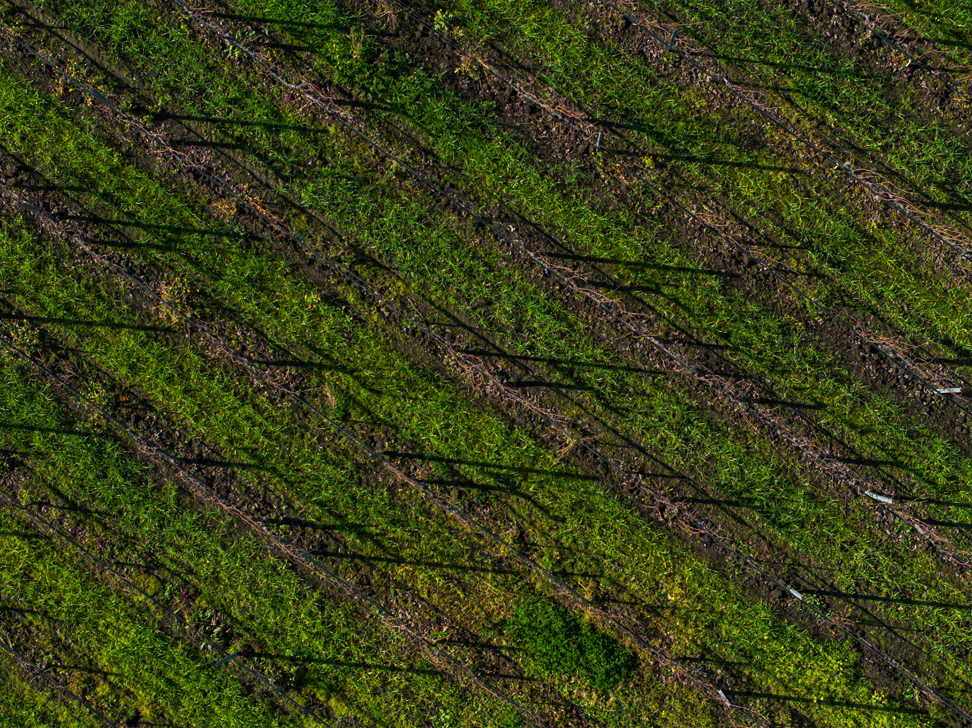 California Wine Country