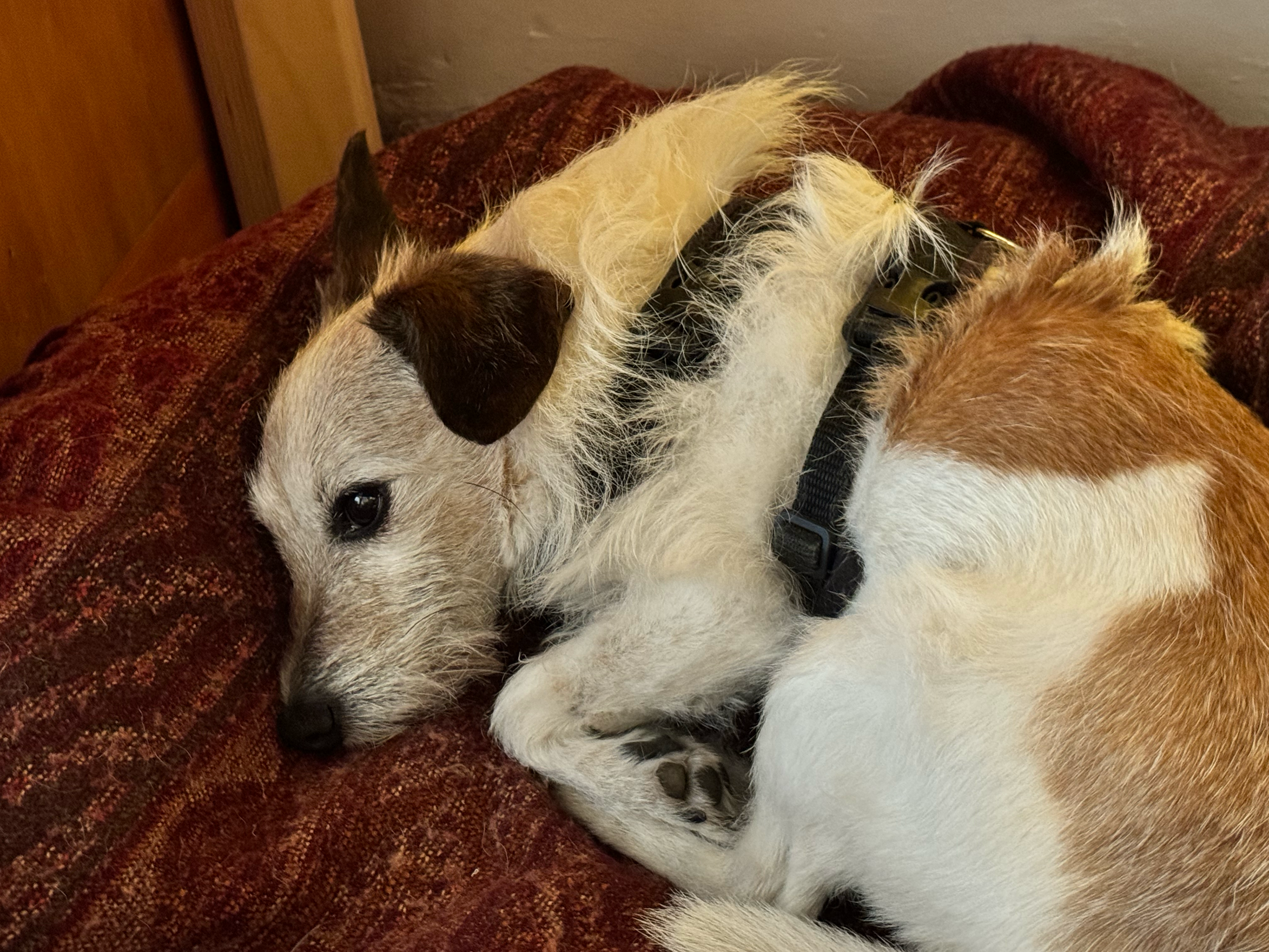Tiny the Dog