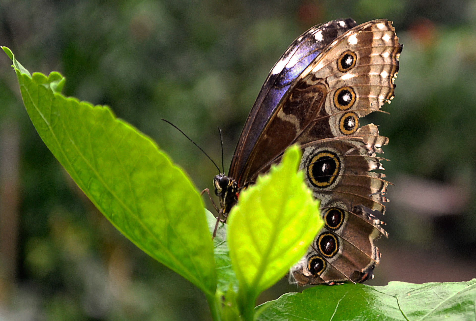 Morpho- Le papillon bleu porte chance