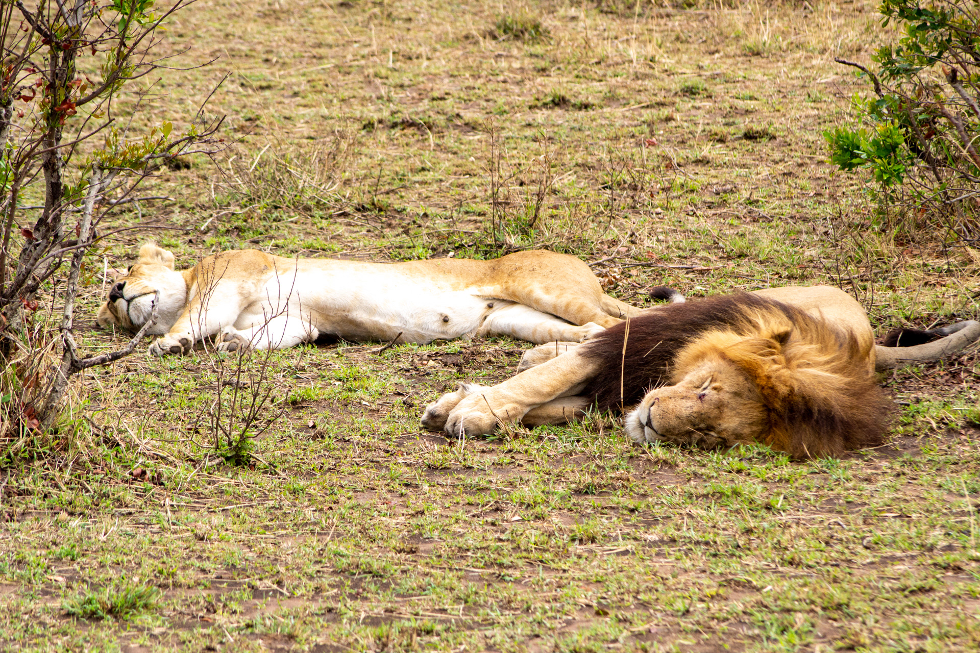 Masai Mara - Kenya