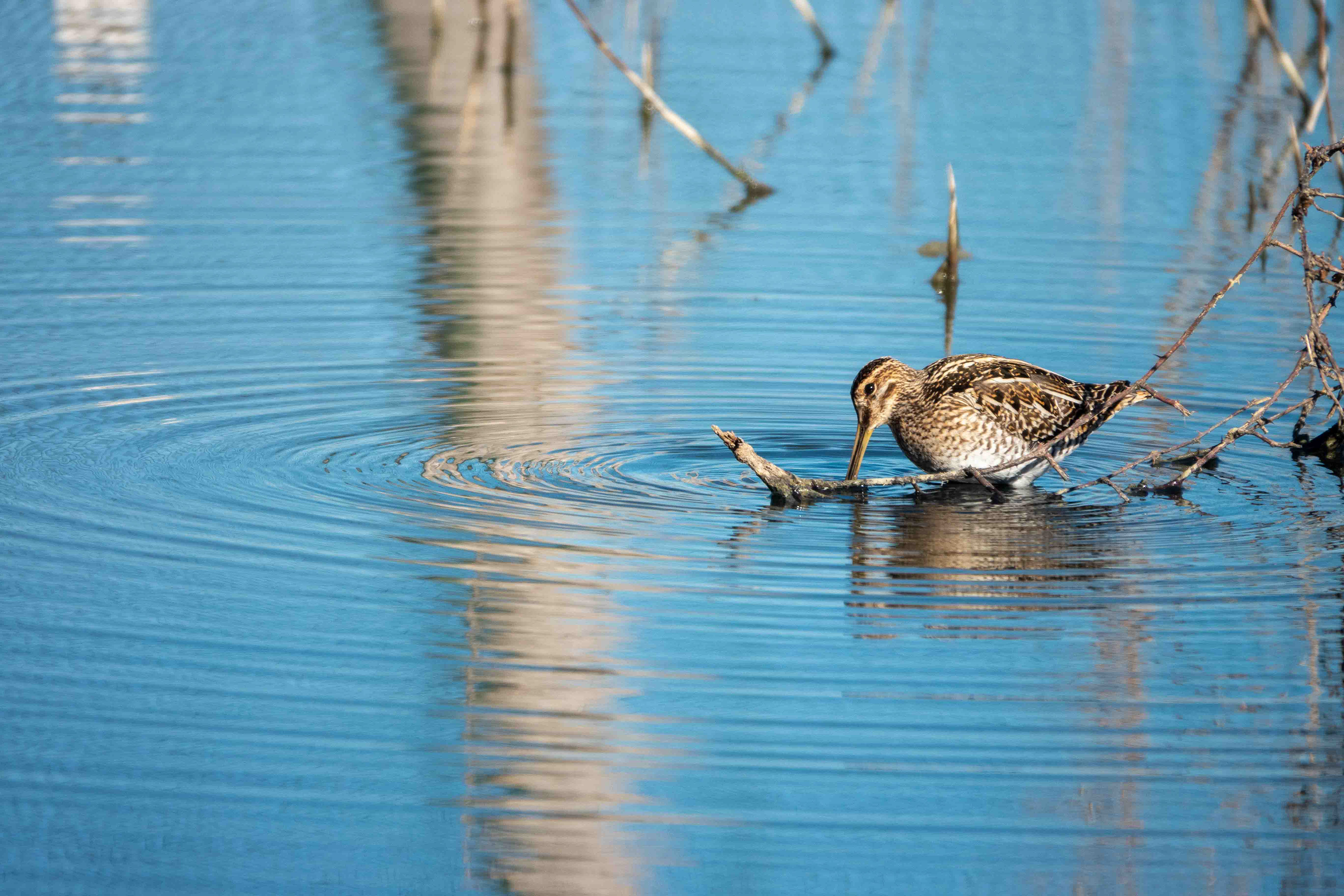 Bécassine des Marais