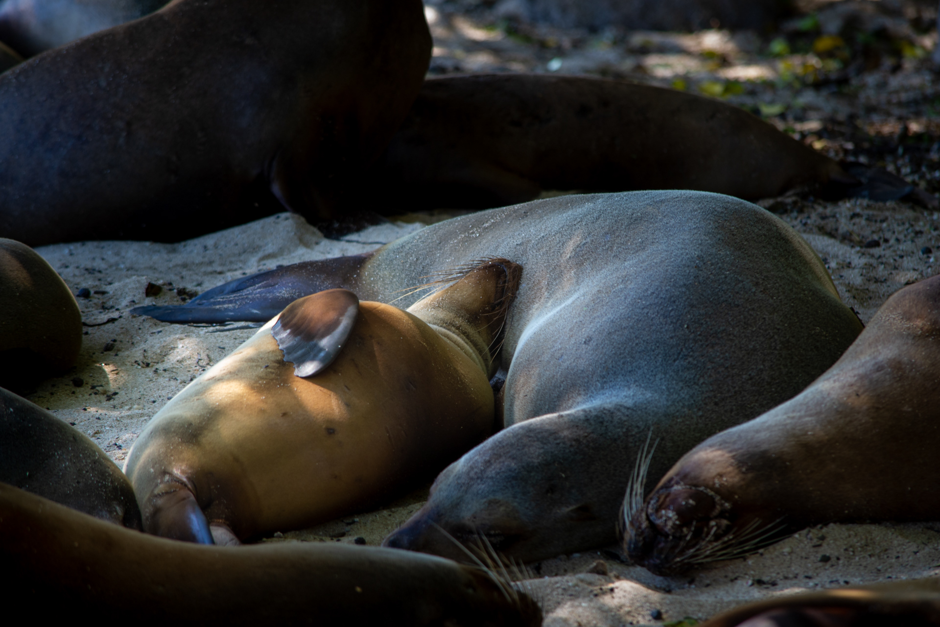 San Cristobal - Galápagos