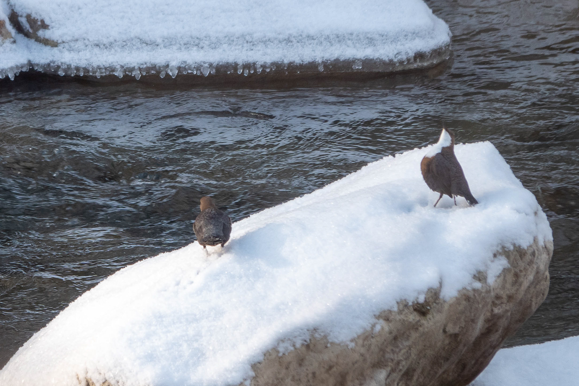 Cincle Plongeur - Parade nuptiale