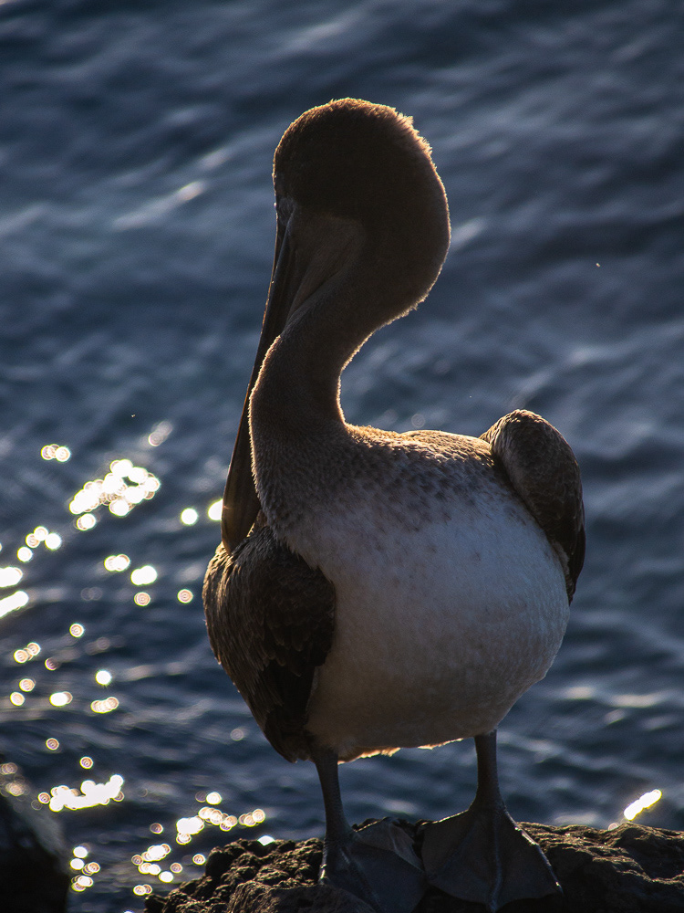 pelican brun