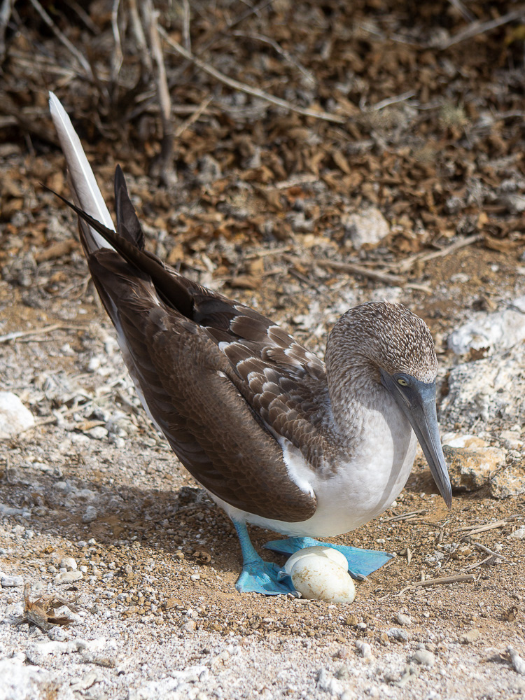 fou de bassan à pattes bleues