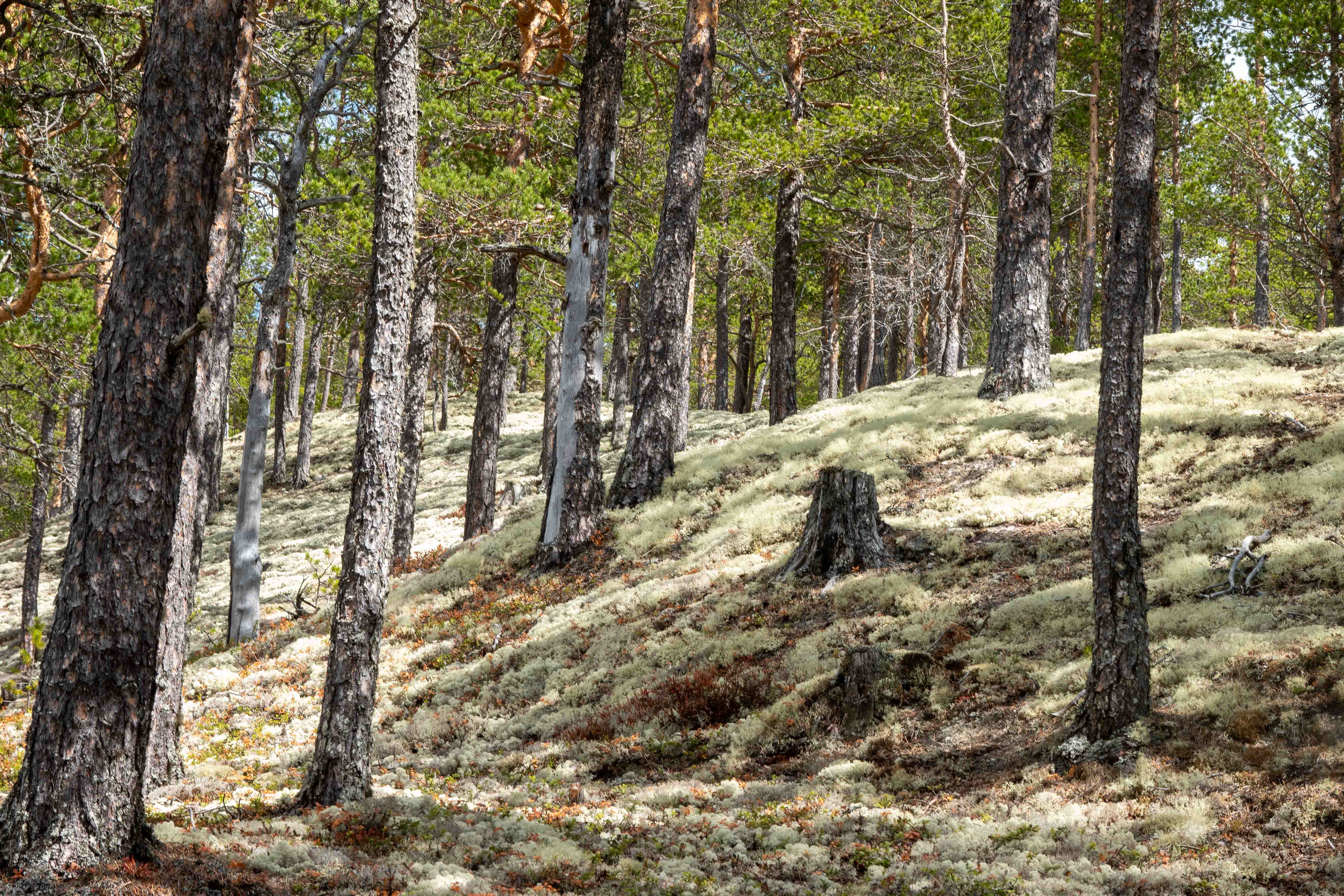 Sous bois de montagne