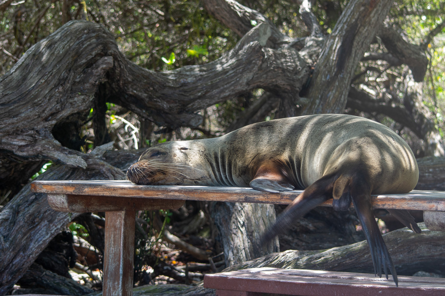 otarie au repos