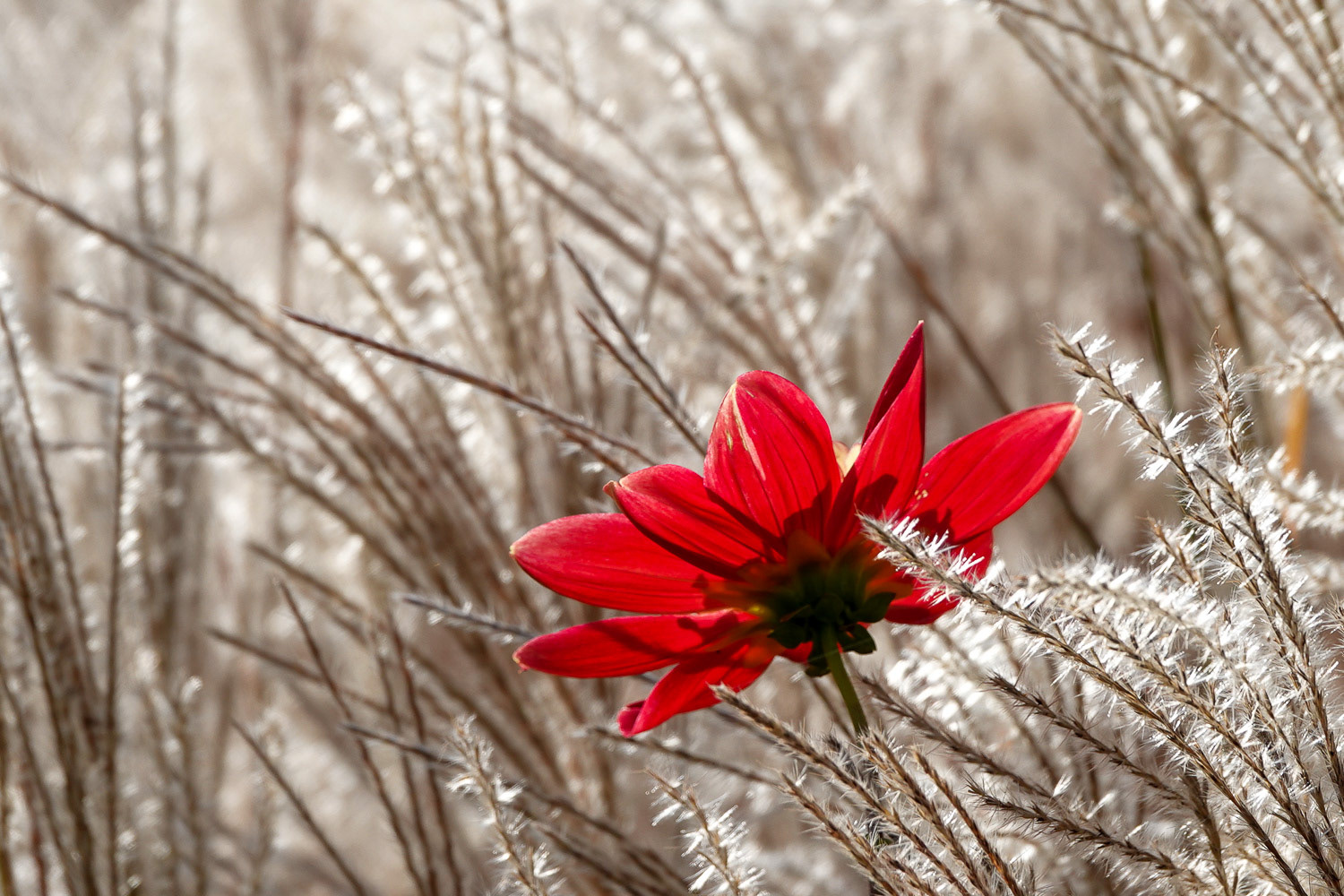 contre jour floral
