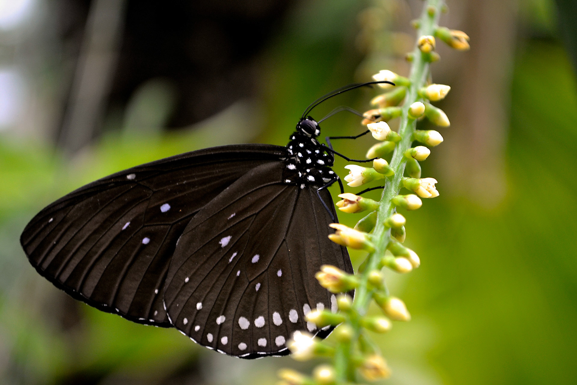 Euploea
