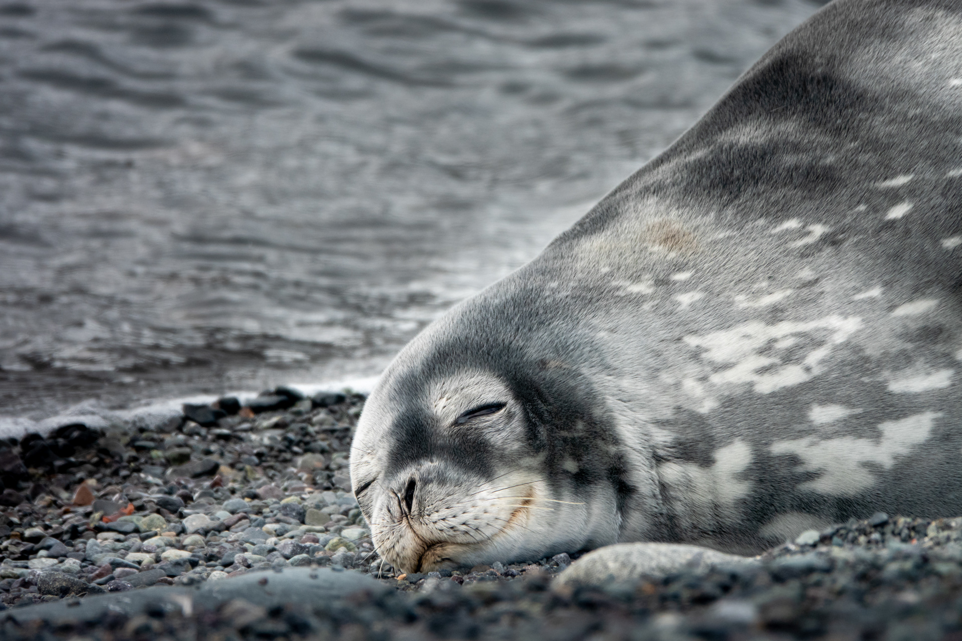 Mer de Weddel - Antarctique