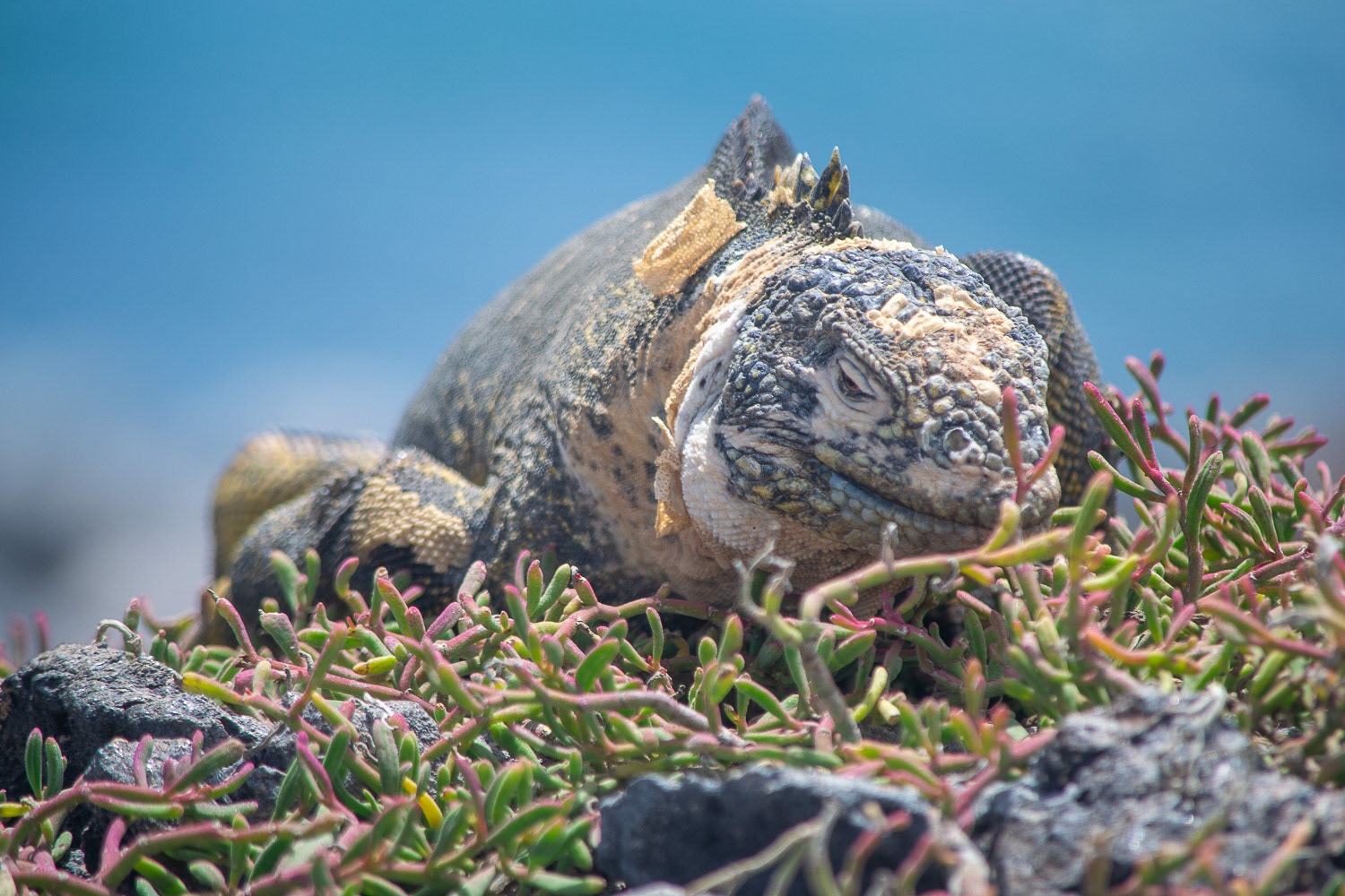 iguane terrestre