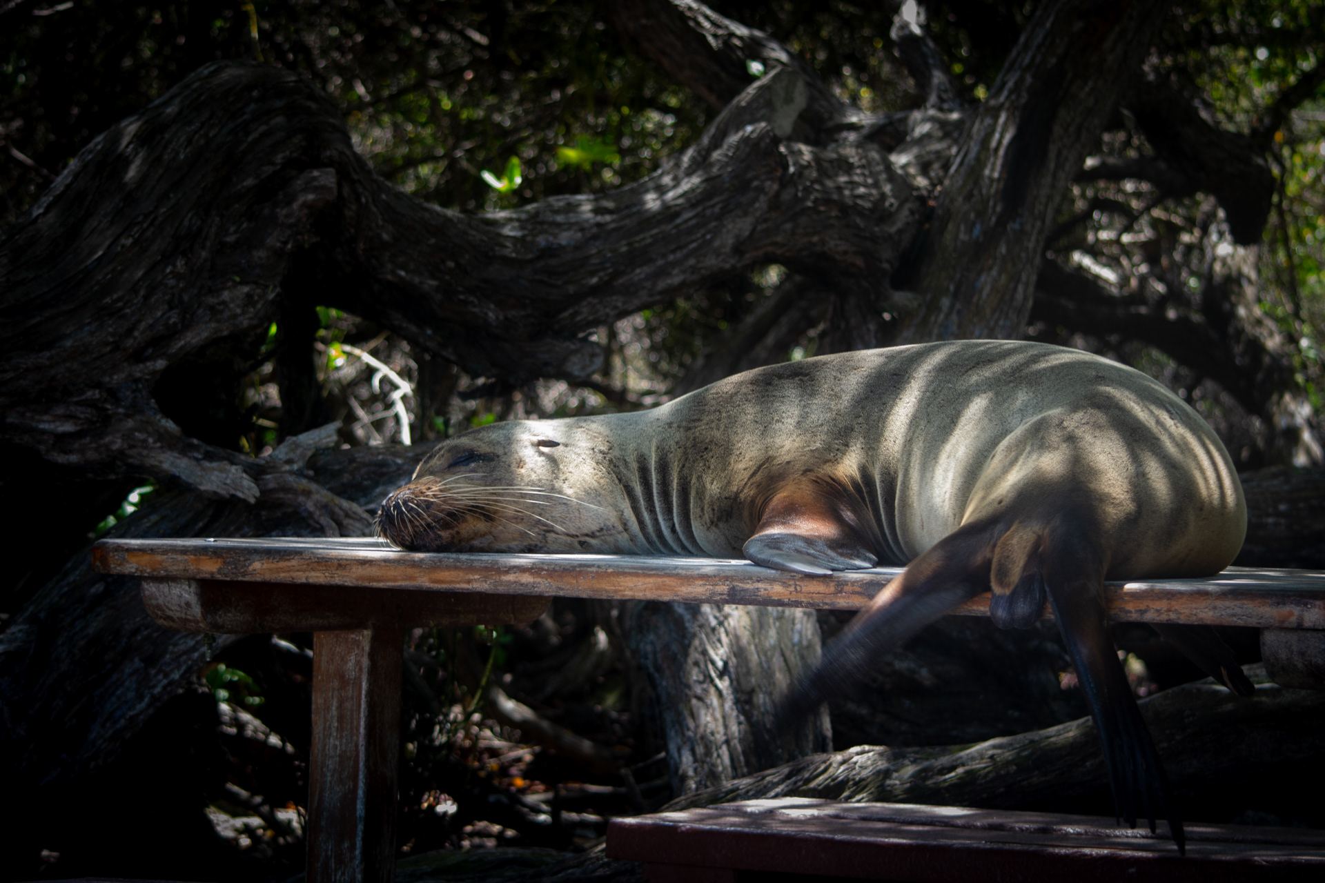 San Cristobal - Galápagos