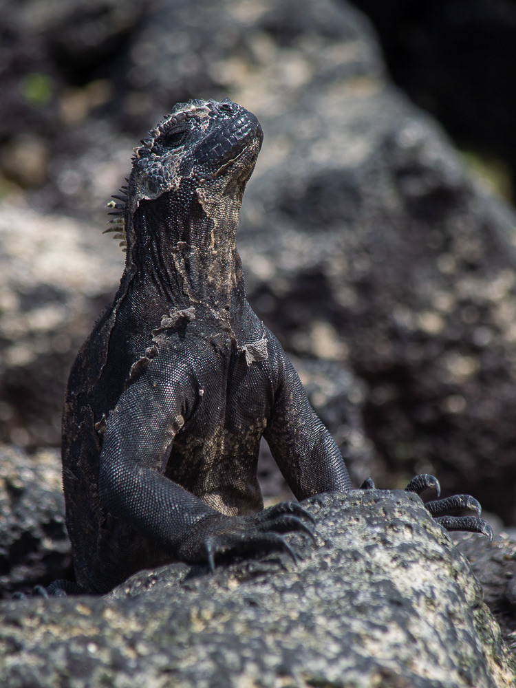 iguane marin