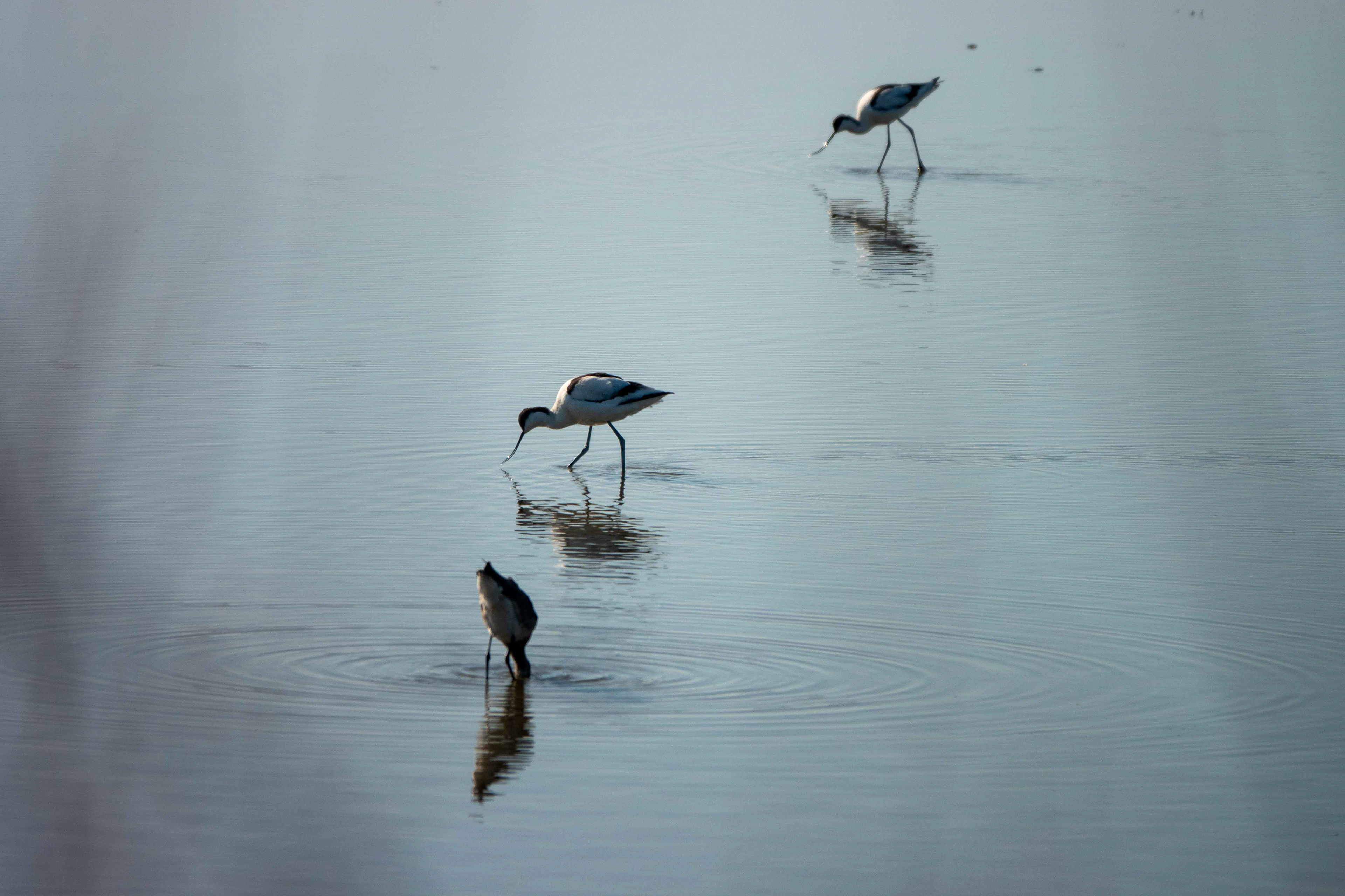 Avocettes élégantes