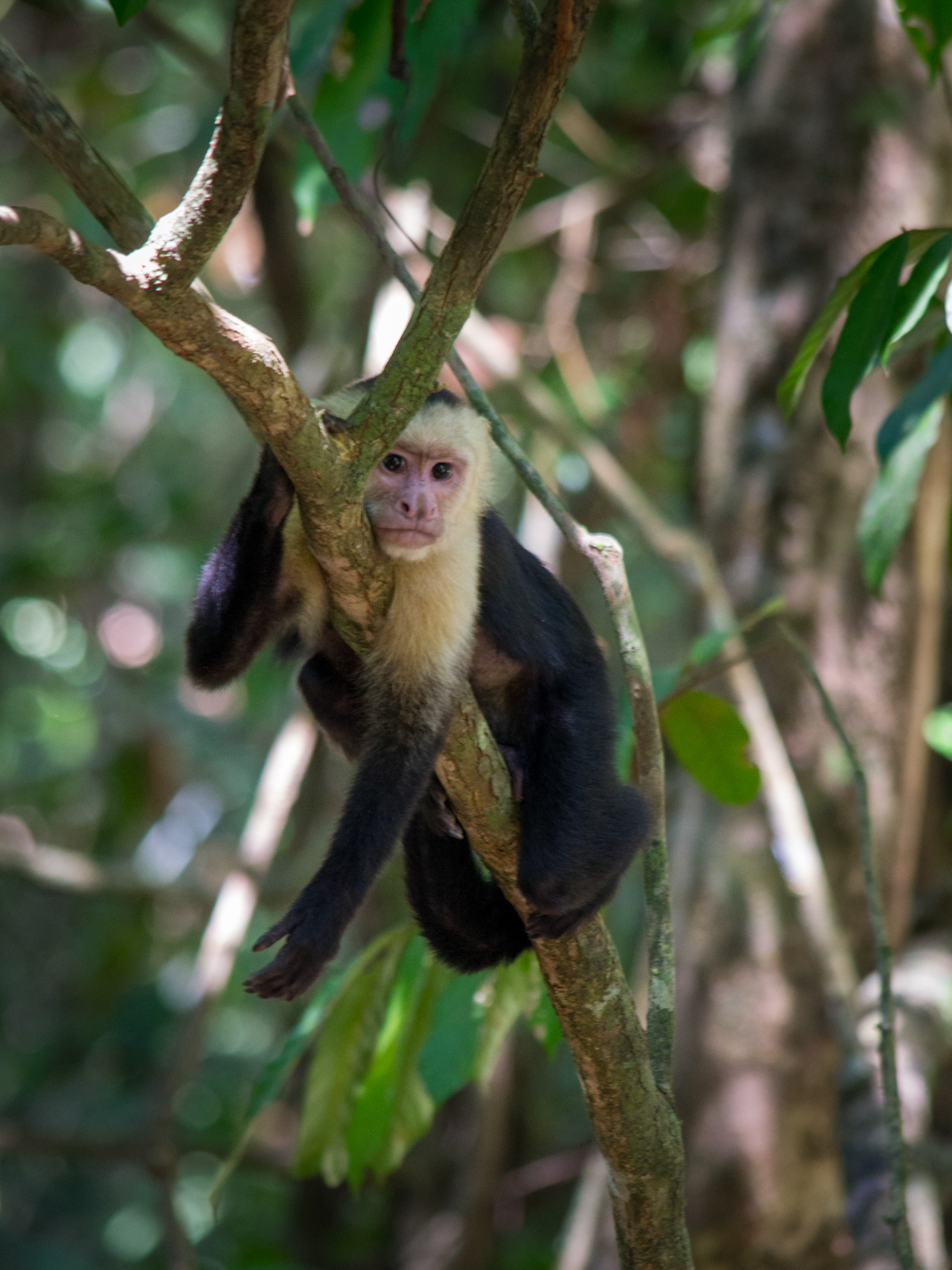 Manuel Antonio - Costa Rica