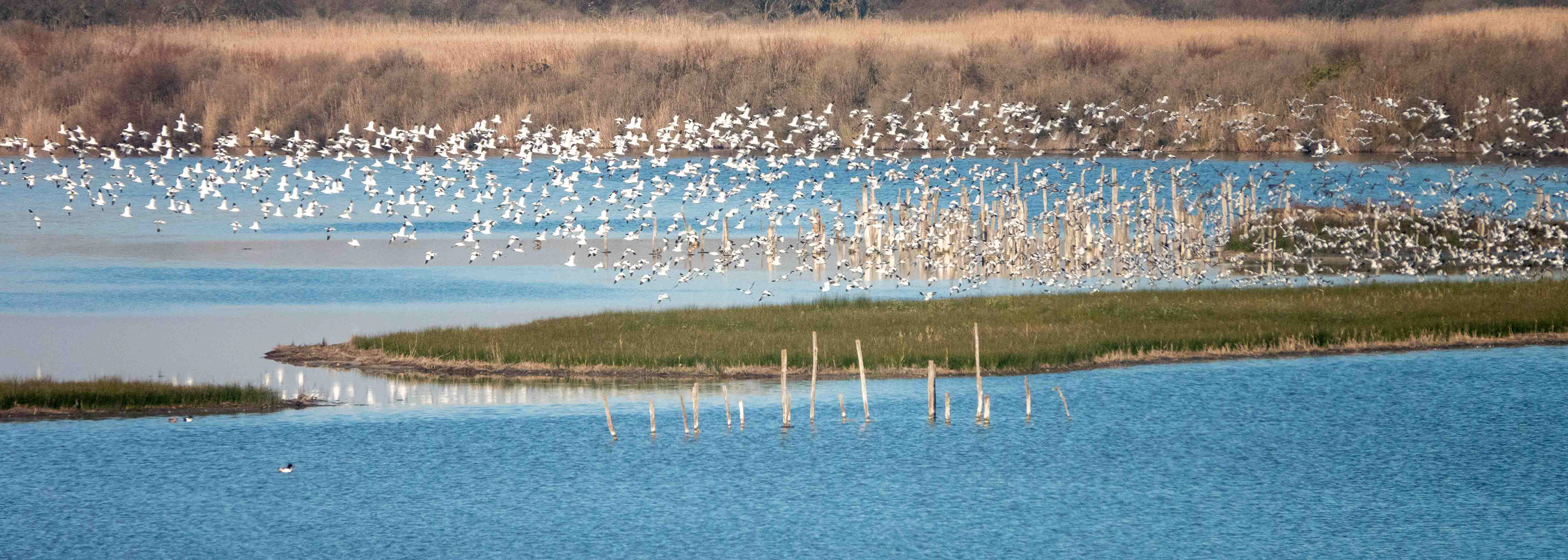 Vol d'avocettes élégantes