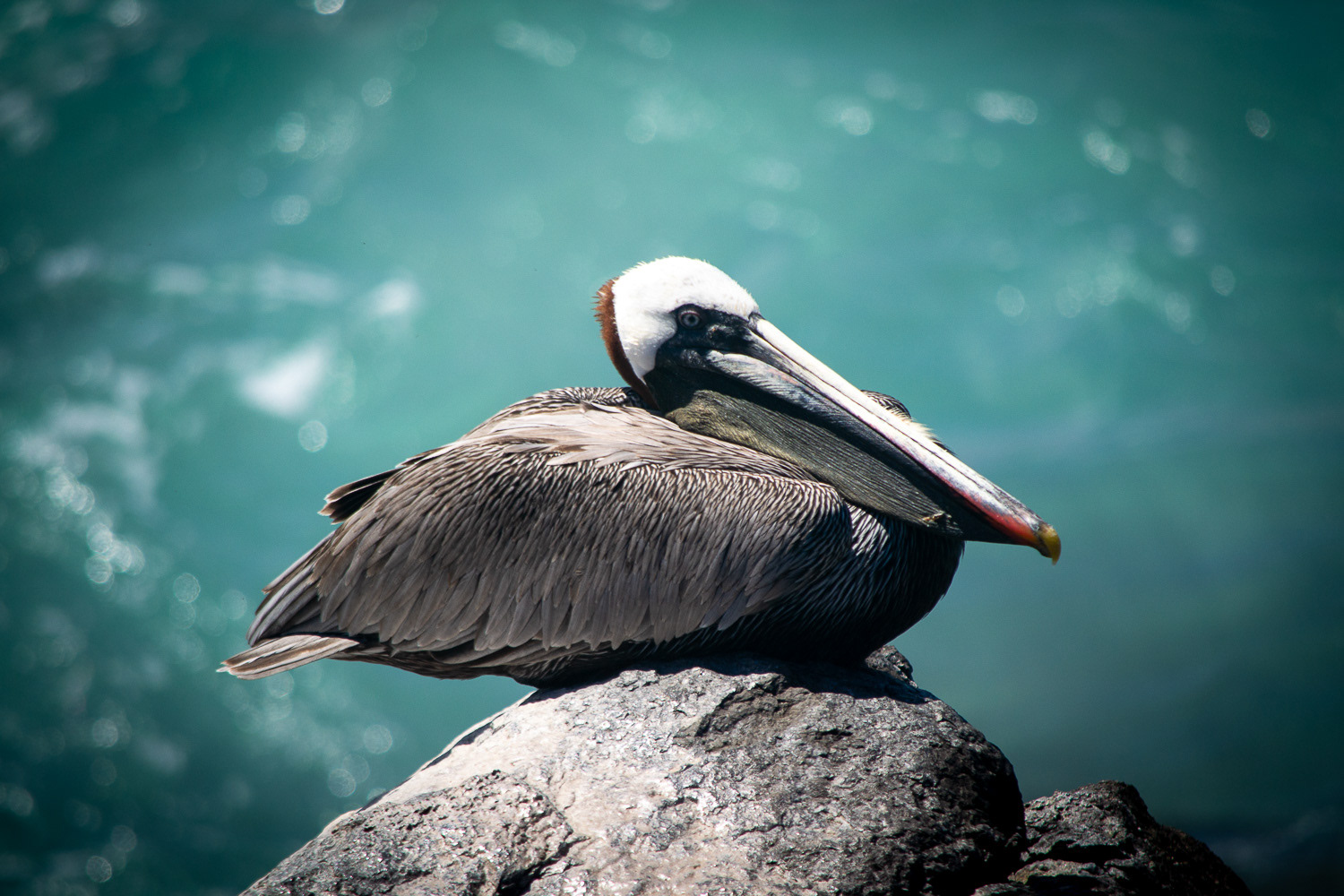 pelican brun