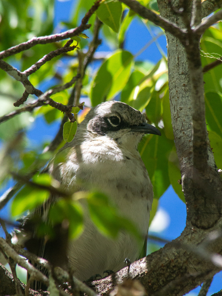 moqueur des galapagos