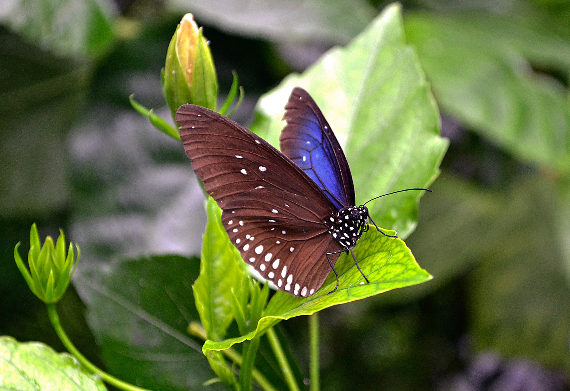 Euploea