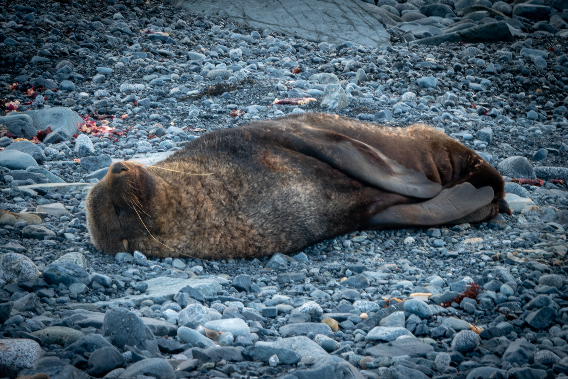 Half Moon Island - Antarctique