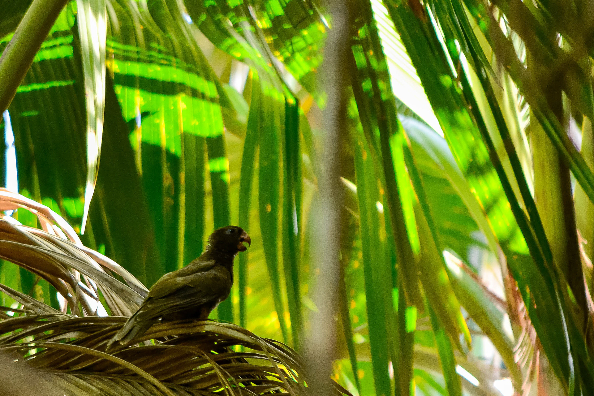 Le perroquet noir des Seychelles - Espèce très menacée - Endémique sur l'ile de Praslin. Quelques centaines d'individus