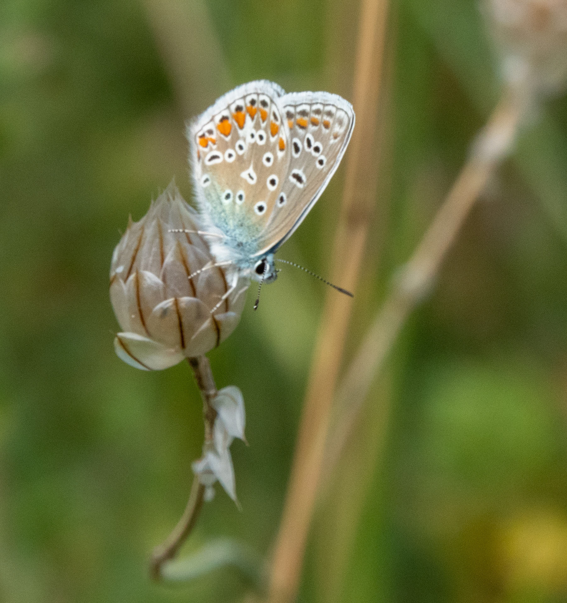 Azuré bleu céleste