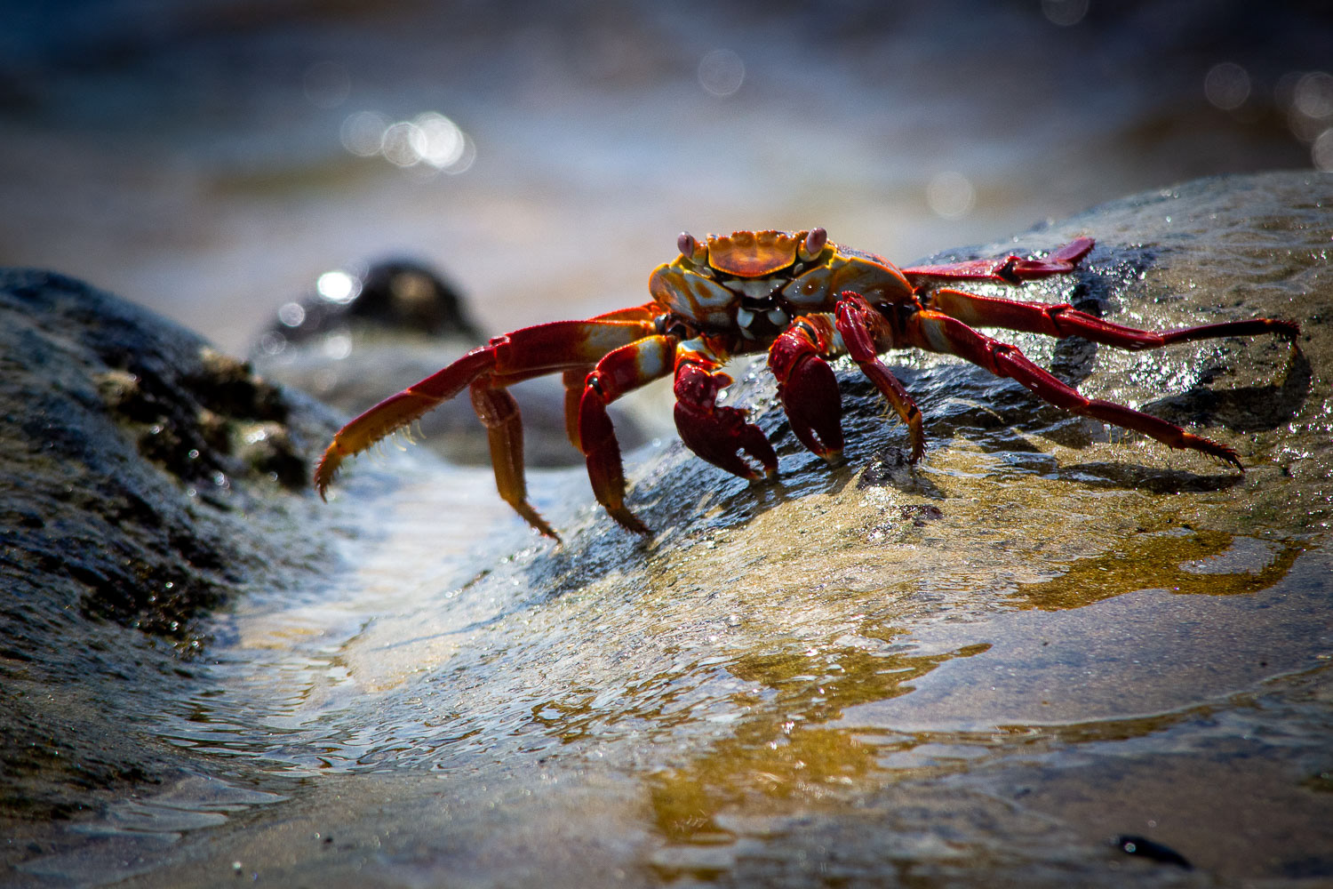 crabe rouge des galapagos