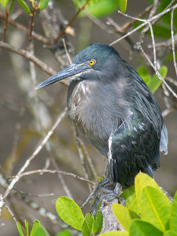 heron des galapagos