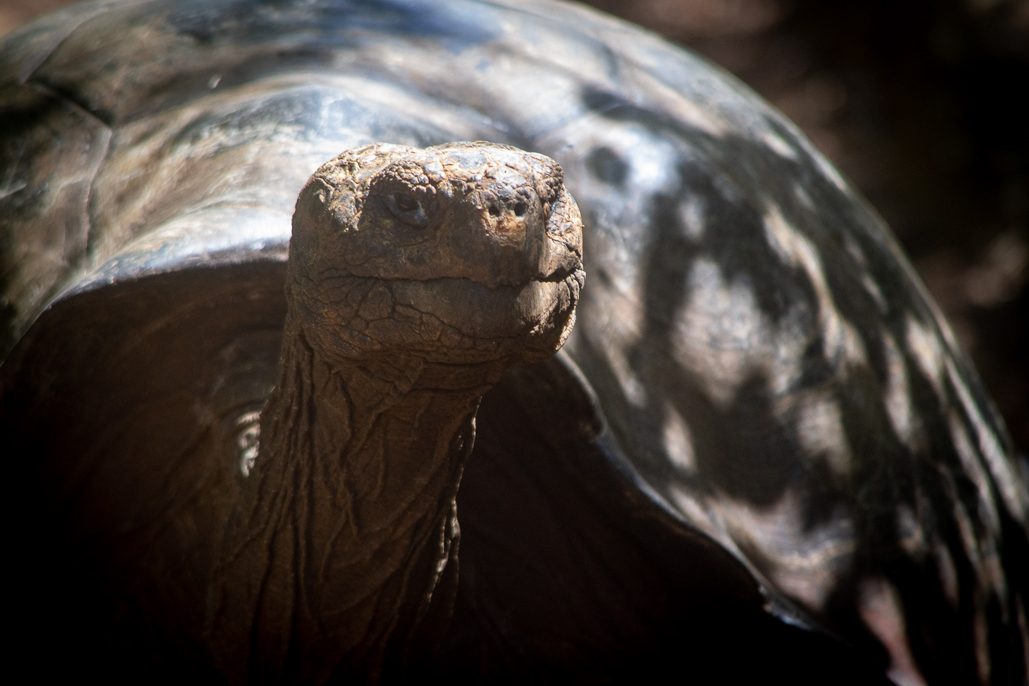 tortue géante des galapagos